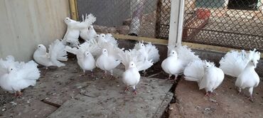 купить домашних курей: Павлины пара 1000 сом. Тасманы от 500 - 1500 штука at lalafo.kg купить домашних курей: Павлины пара 1000 сом. Тасманы от 500 - 1500 штука