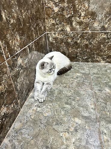 Pişiklər: Britan -da lalafo.az — 2 Pişiklər: Britan — 2