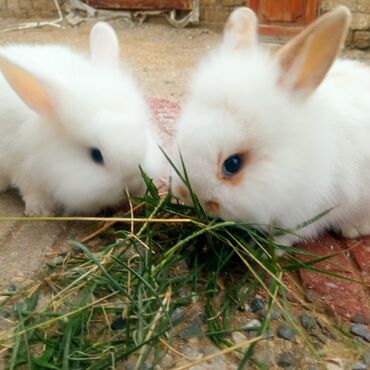 Dovşanlar: Holland lop dovşanlar 3 böyük 2 bala. balanın biri 15azn böyüyün — 10