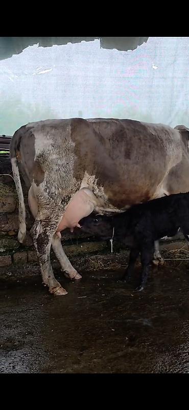 Inəklər, öküzlər: Südlük inək və bala -cins sives süd verimi 21 lt qarantia verirem — 10
