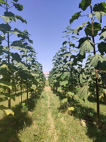 Другие декоративные деревья: Продается морозостойкие сорта саженцев павловнии, выращеннын из — 10