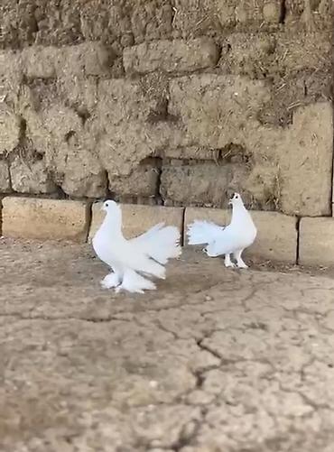 micro toy pudel: Ağ rəngli dekorativ göyərçinlər – lələkli pəncələr və yelpikvari — 1