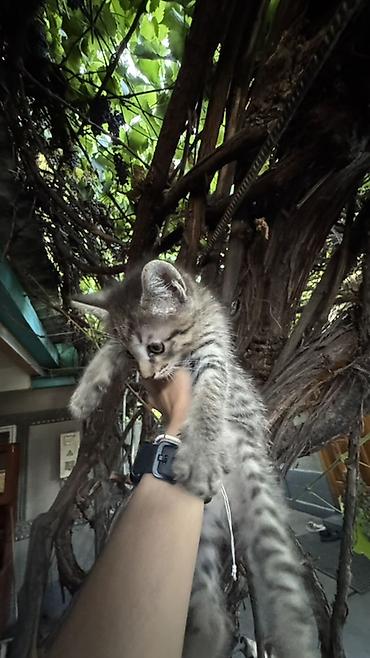 котят ош: Отдаем котят в добрую и любящую семью. Котята приучены к лотку и — 6