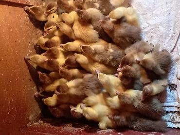 ördək balasi: Lavanda ve Qirmizi okuzun balasi satilir. Lavanda 7manat.Qirmizi okuz — 2