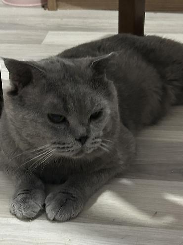 pişik cutləşdirilir: Britan yastı qulaq, Erkək, Cütləşmə üçün, Ünvandan götürmə — 4