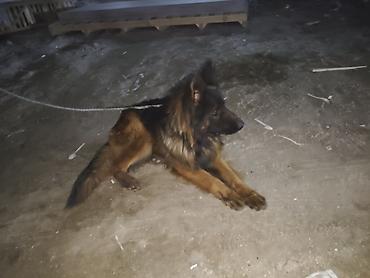 İtlər: Alman çoban iti, 1 il, Erkek, Sənədli, Ünvandan götürmə, Pulsuz çatdırılma, Ödənişli çatdırılma — 8