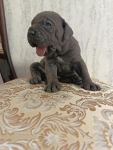 heyvan sikisi: Kane-Korso, 1 ay, Peyvəndli — 2