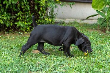 Psi: Sa ponosom predstavljamo vrhunske štence rase Južnoafrički mastif – — 12