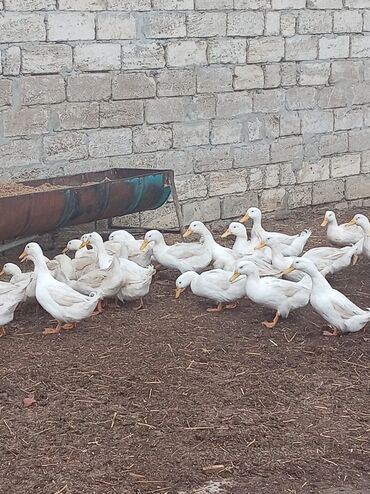 Digər quşlar: Kuban ördəyi hamsı erkəydı ətlik. Kənd beçəsi hamsı xoruzudu sağlam — 4