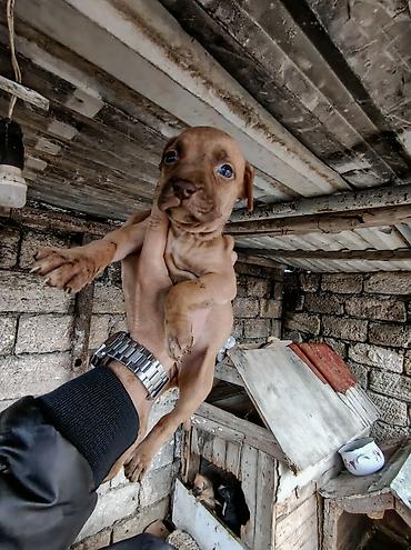 pitbull staff: Pitbul, 2 ay, Erkək, Ödənişli çatdırılma — 8