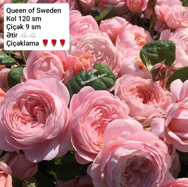 Şitillər: Sort qizilgul kollari ve sarmasanlarinin satişi .Ozumuz calaq yolunile -da lalafo.az — 6 Şitillər: Sort qizilgul kollari ve sarmasanlarinin satişi .Ozumuz calaq yolunile — 6