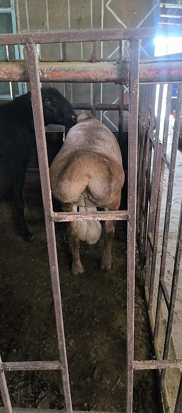 Баран, овца: Продаю | Баран (самец) | Для разведения | Племенные — 10