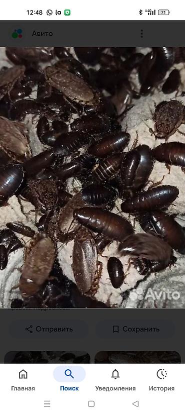 живые рыбки: МучникКормовые тараканы мраморные (Nauphoeta cinerea) и/или — 1