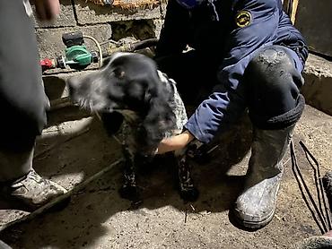 Отдам даром собаку: Собака даром: Кокер-спаниель, 10 месяцев, Самка, С родословной — 12