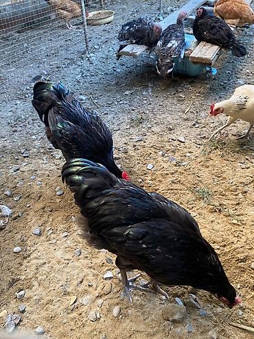 tutuquşu show jumbo: Xoruz Avstrolp 5 aylıq 3 ədəddir uzun quyruq sağlam aktiv heyvandir — 5