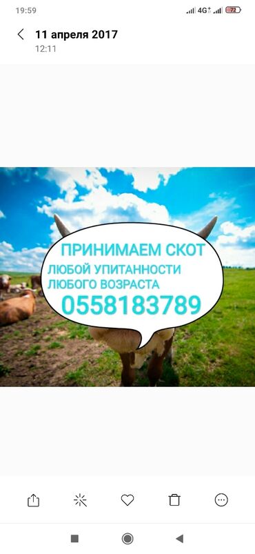 продажа поросят: Куплю | Коровы, быки, Лошади, кони | Круглосуточно, Любое состояние, Забитый