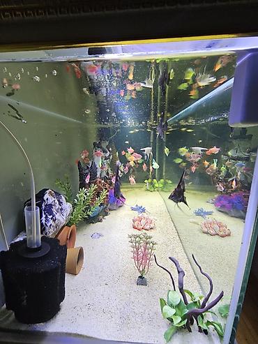 сколько стоит аквариум: Böyük ölçülü dekorativ akvarium komplekti - Şüşə akvarium: ön və — 2