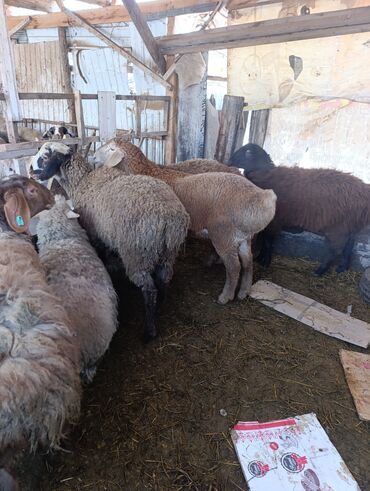 Бараны, овцы: Продаю | Овца (самка) | Для разведения | Матка — 4