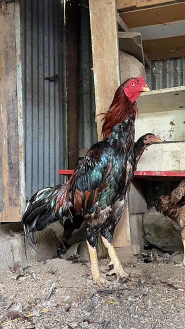 heyvan satisi tap az: Xoruz, Heyratı, il: 2, Ünvandan götürmə, Ödənişli çatdırılma, Rayonlara çatdırılma — 1