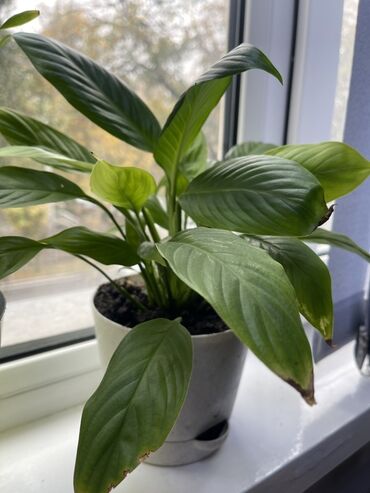 туя продажа: Спатифиллум (Spathiphyllum) в декоративном горшке. - Комнатное