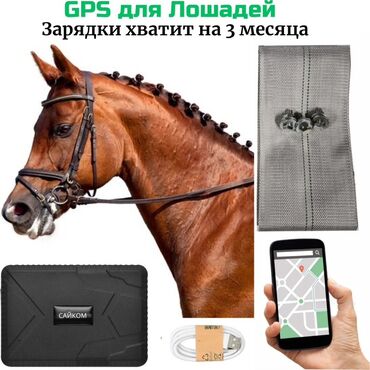 спутниковый gps трекер для лошадей: GPS-трекер для лошадей - Отслеживание в реальном времени через