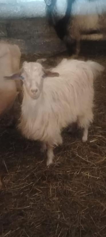 Salam Temiz heleb 6 aylik erkey ve sanenle yerinin alpin qarisikdi lalafo.az -da Salam Temiz heleb 6 aylik erkey ve sanenle yerinin alpin qarisikdi