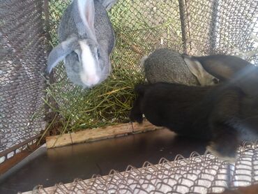 Грызуны: Продаю кроликов взрослые и кролчата по 3 месяца