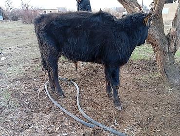 Коровы, быки: Продаю | Бык (самец) | На откорм | Привязанные — 5