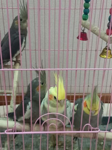 Salam 4 Dene corella 3 dene yumurtasi var qab qarisiq 150 m hamsi bir