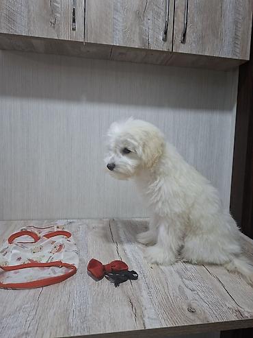 Зоотовары: Erkək Maltipoo balası - Yaş: 5 aylıq - Xüsusiyyətlər: Tam sağlam, çox — 1