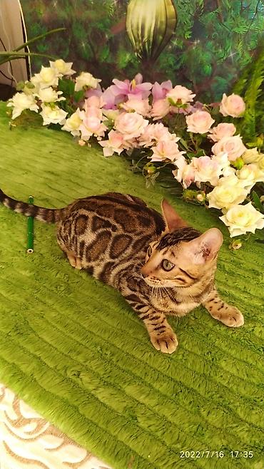 Мышыктар: Бенгальский котик Мальчик. 5мес. Невероятно красивый контрастный с — 8