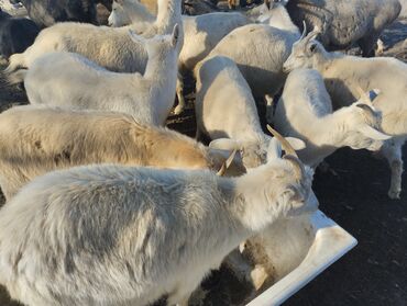 Козы, козлы: Продаю | Коза (самка) | На забой, Для молока — 5