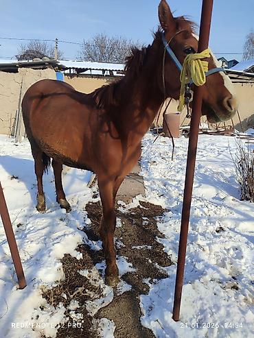 Лошади, кони: Продаю | Жеребец | Полукровка | Рабочий — 1