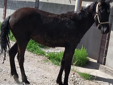 Лошади, кони: Продаю | Жеребец | Рабочий — 9