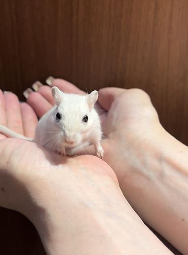 Хомяки: Продаются хомячки джунгарские, сирийские, ангорские пушистые хомячки — 16