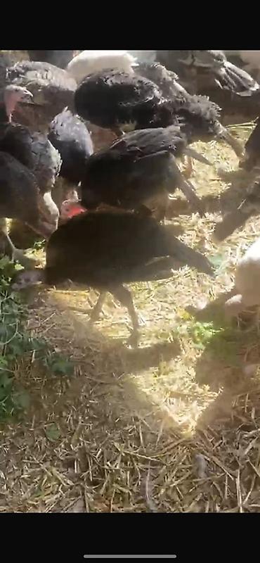 induşka qiyməti: 3ay yarımlıq amerikan bronz hinduşkalar satılır-35 manat! 3 aylıqlarda — 2