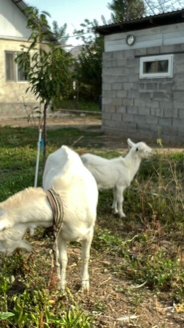 на ферме есть куры козлы и коровы: Сатам | Эчки (ургаачы), Улак | Заанен | Көбөйтүү үчүн, Сүт алуу үчүн | Жасалма жол менен боозутуу