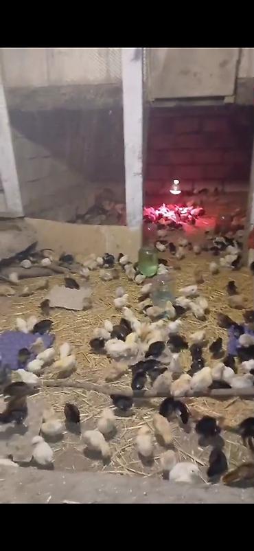 mal bazari az: Razılaşma yolu ilə satılır — 4
