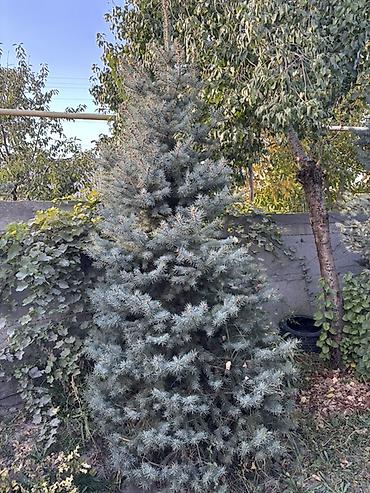 Голубая ель (Picea pungens, «Blue Spruce») — крупномер для