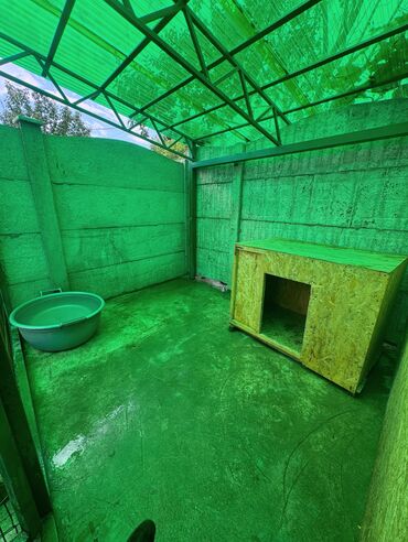 Услуги ветеринара: Гостиница для собак уезжаете в командировку или отпуск, и не знаете — 13