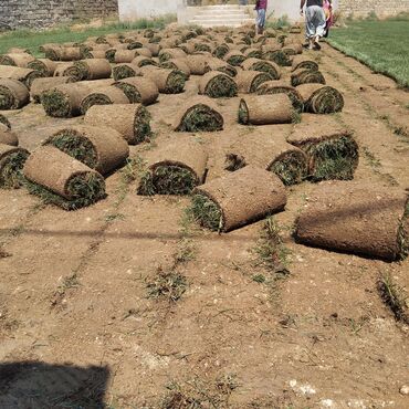 arpa toxumu satışı: Qazon satışı təbii və süni Qazonlarımız satışda mövcuddur təbii