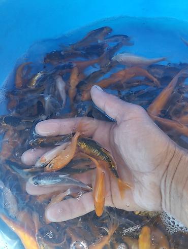 Рыбы: Коя, малёк карпа Кои — 6