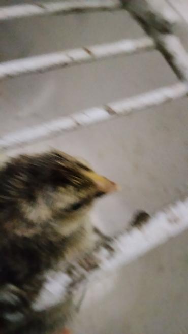 Инкубаторы: Инкубатор «Норма Луппер» - Тип: электрический инкубатор для птицы - — 7