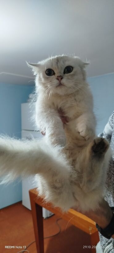 русская голубая кошка цена: Gözəl ağ rəngli, uzun tüklü ev pişiyi. Yumru böyük gözlər, qısa burun