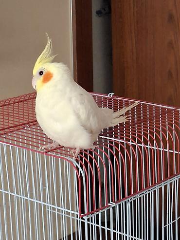 xaski erkek: Korella papuqati Tam saglam cinsi Erkek Real alicilar narahat etsin — 1