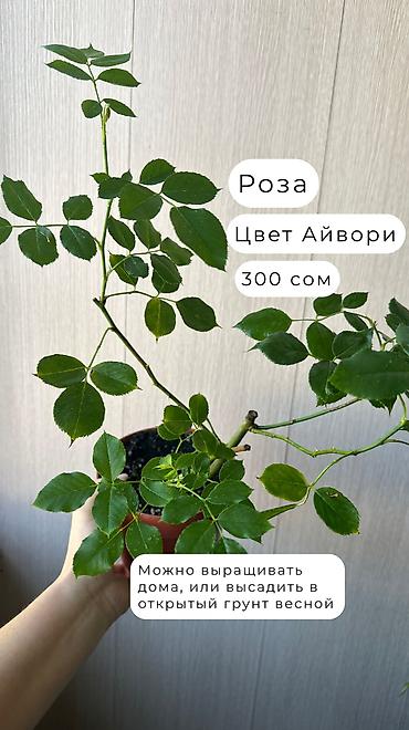 Декоративдик гүлдөр: 🌿Папоротник Асплениум Парвати - неприхотливый папоротник с упругими — 6