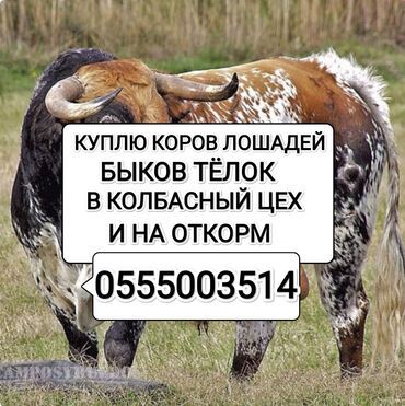 купить экзотических животных: Куплю | Коровы, быки, Лошади, кони, Другие с/х животные | Круглосуточно, Любое состояние, Забитый