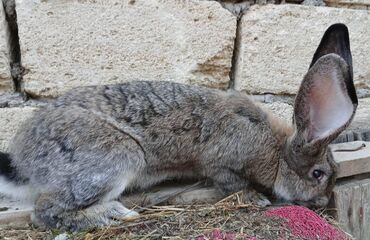 Dovşanlar: ALMAN PYOSTER və RİZEN CİNS DOVŞANLAR SATILIR. Pyoster-Xallı erkəy 6 — 14