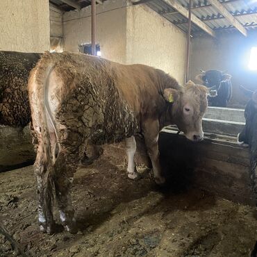 Коровы, быки: Продаю | Бык (самец) | Швицкая, Алатауская | На откорм, На забой, Для разведения — 18