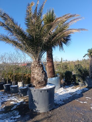 Torf: Aqaclarin satsi torf gubresde satışda var Baqlarin salınması -da lalafo.az — 11 Torf: Aqaclarin satsi torf gubresde satışda var Baqlarin salınması — 11